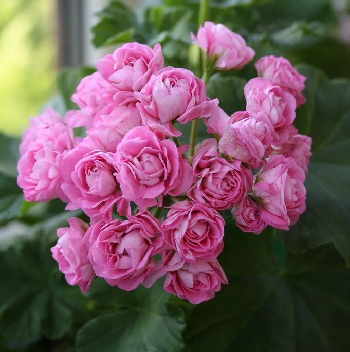 пеларгония розочкой. пеларгония селеста софия. герань розебудная. пеларгония розочкой. пеларгония зональная розебудная.