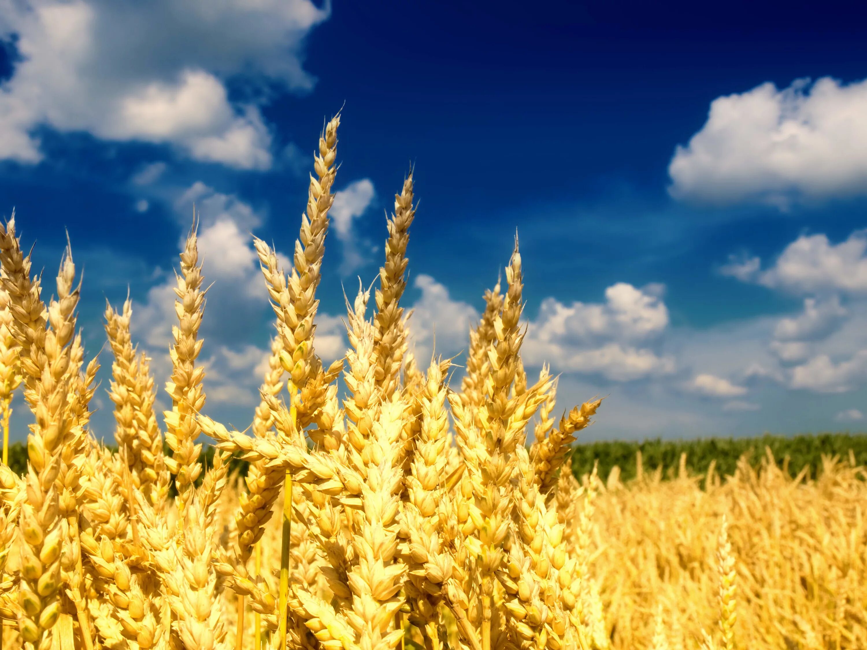 В тишине полей наливаются золотом колосья. Поле пшеницы. Колосья пшеницы. Золотая пшеница. Голубое небо желтая рожь.