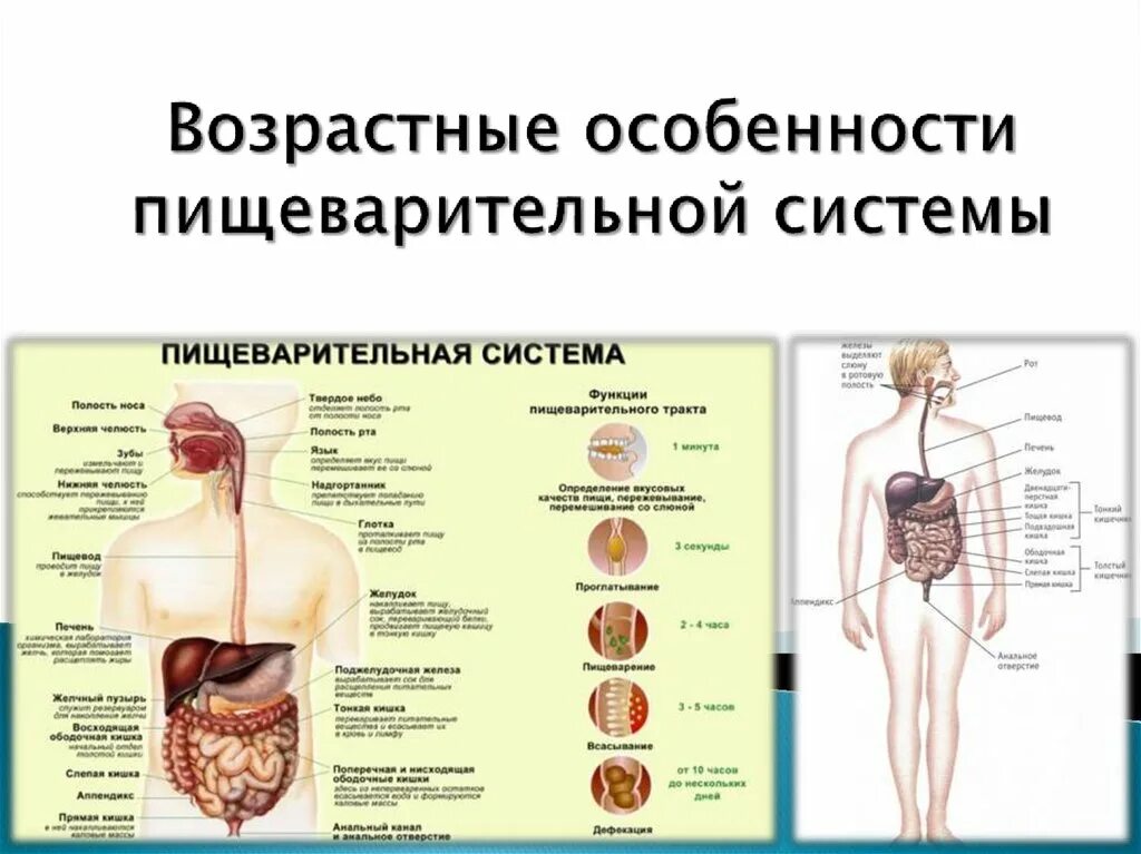 Возрастные изменения строения и функций пищеварительной системы.. Органы системы (особенности строения) пищеварительная система. Строение и функции органов пищеварения их возрастные особенности. Возрастная анатомия пищеварительной системы. Пищеварительная система органы кратко