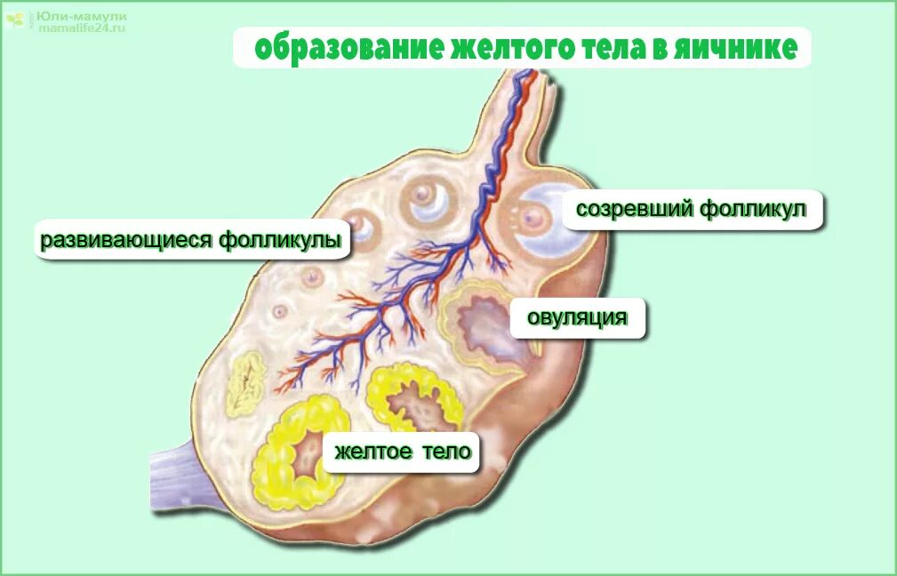 Желтое тело что это значит простыми словами. Образование желтого тела. Образование желтого тела в яичнике.