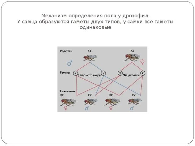 Сколько типов гамет может образоваться у матери. Механизм определения пола у дрозофилы. Генетика пола дрозофилы. Генетика пола презентация. Генетика пола картинки для презентации.