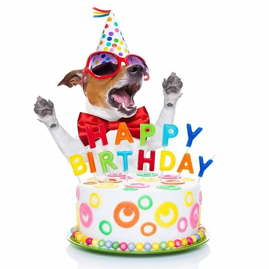 С днем рождения. С днём рождения собачки. Крутые открытки с днем рождения. С днём рождения смешные.