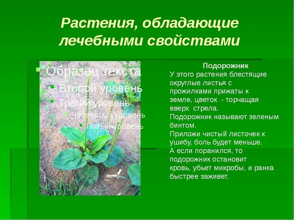 Лекарственные растения подорожник лекарственный. Подорожник для травника. Целебные растения подорожник. Полезное растение подорожник. Какими свойствами обладает трава