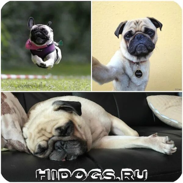 Минусы мопсов отзывы. Минусы мопсов отзывы. Мопс плюсы и минусы. Мопс плюсы. Минусы мопсов.