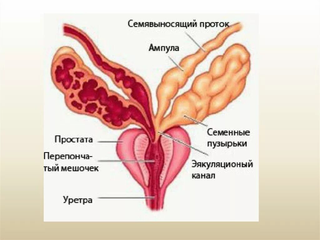 Функции семенных пузырьков предстательной железы. Предстательная железа и семенные пузырьки анатомия. семенной проток анатомия. строение предстательной железы и семенных пузырьков. семенной пузырь анатомия.