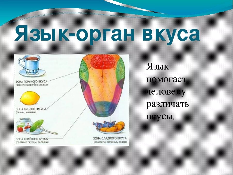 Органы чувств человека интересные факты 3 класс. Орган вкуса у человека. Органы чувств человека язык.