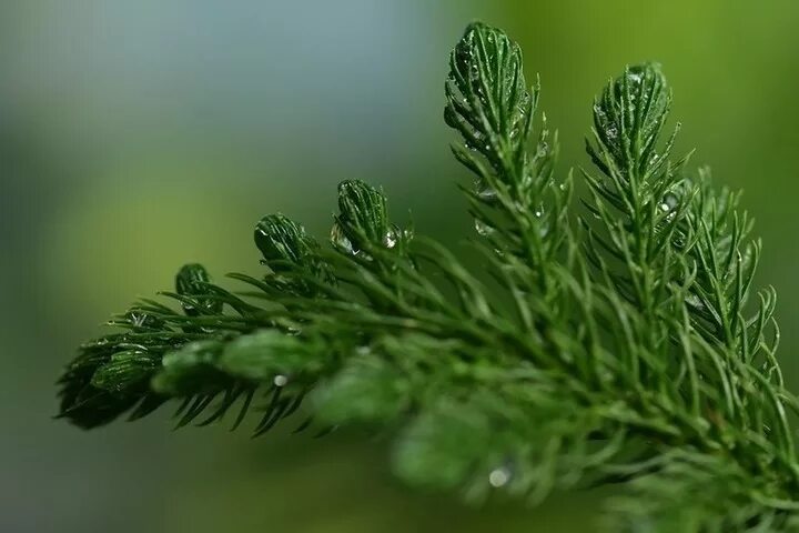 Abies sibirica - Image of an specimen - Plantarium