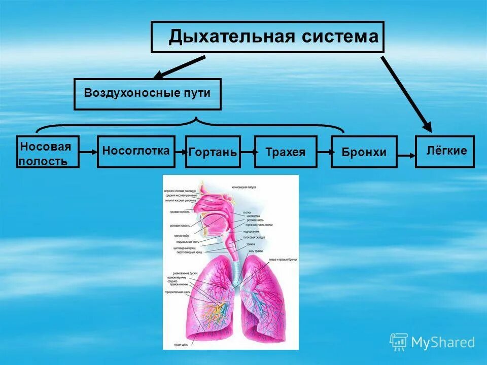 Роль дыхательной системы 3 класс. Дыхательная система человека делится на дыхательные пути и. Воздухоносные пути дыхательной системы таблица. Строение воздухоносных путей дыхательной системы. Дыхательная система воздухоносные пути легкие схема.