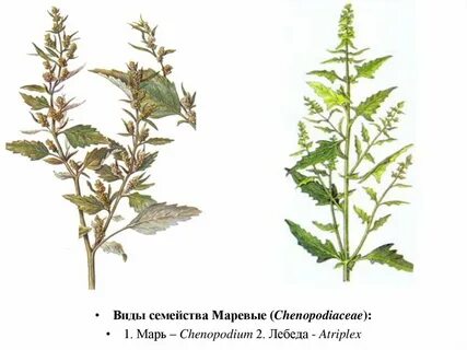 Признаки внешнего строения лебеды