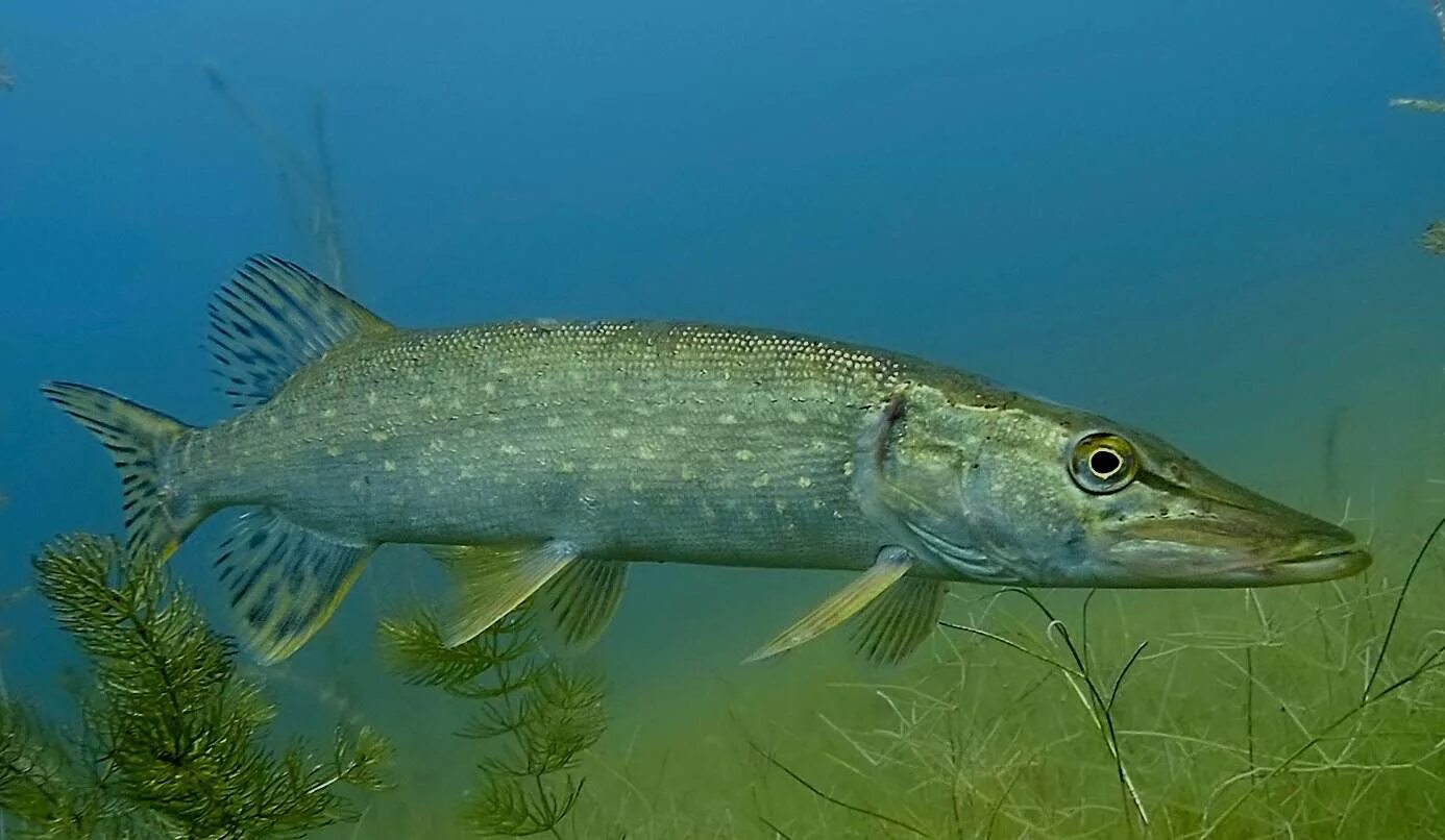 Рыбы пресноводных водоемов. Обыкновенная щука (Esox Lucius). Вид обыкновенная щука - Esox Lucius. Рыба щука Esox Lucius. Щука Байкальская.