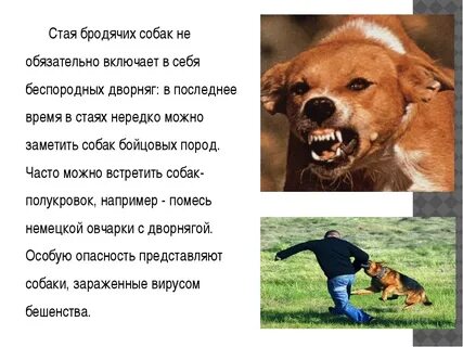 Собака укусила чужого ребенка