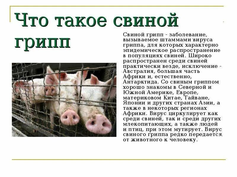 Свинка как называют такое заболевание в народе