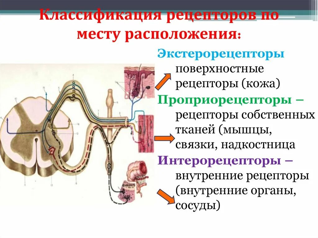 Рецепторы экстерорецепторы интерорецепторы проприорецепторы. Классификация рецепторов анатомия. Классификация рецепторов экстерорецепторы. Классификация рецепторов по месту расположения.