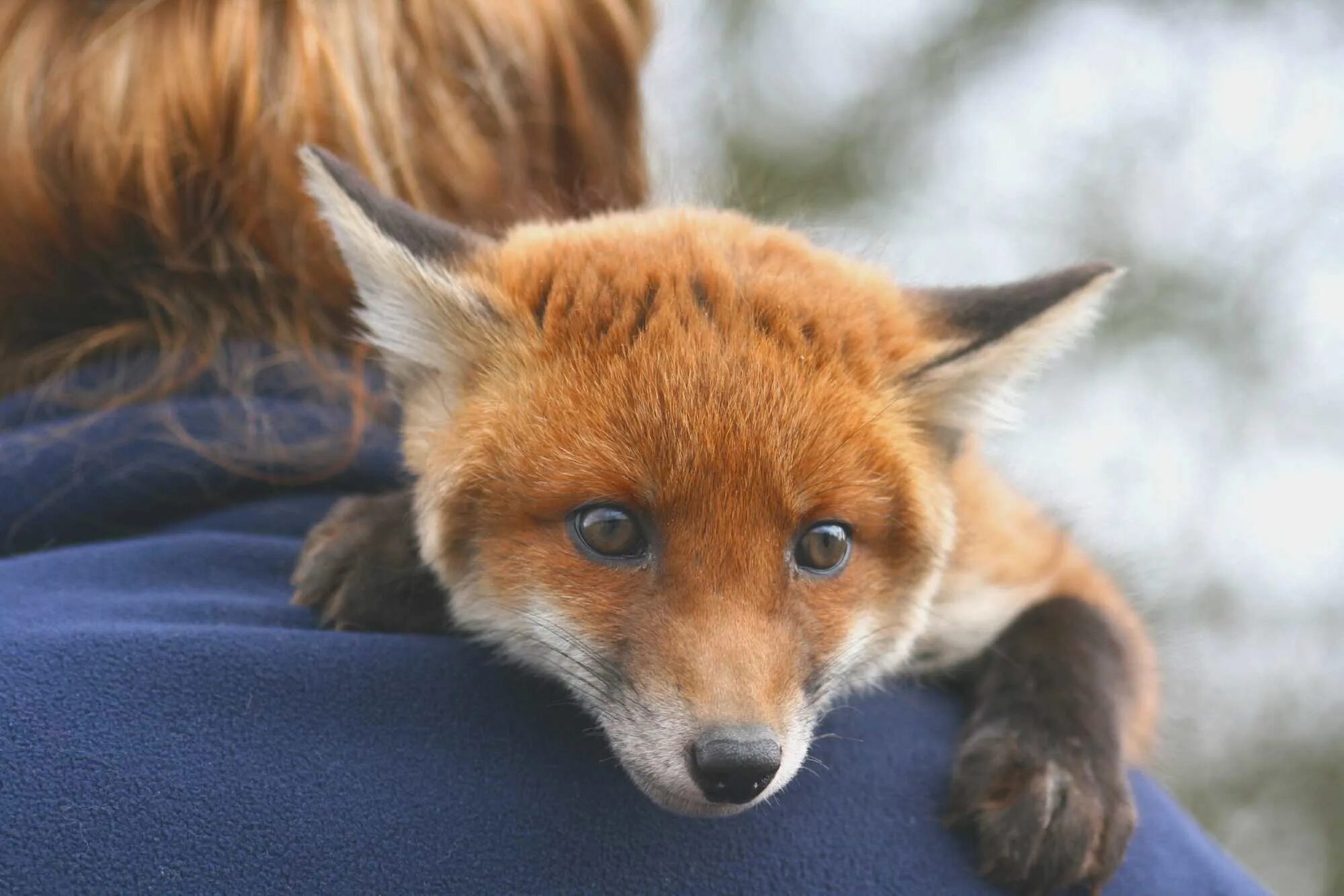 Можно ли приручить лис. Лисица (vulpes vulpes). рыжая обыкновенная лисица. домашняя лиса. домашний лисенок.