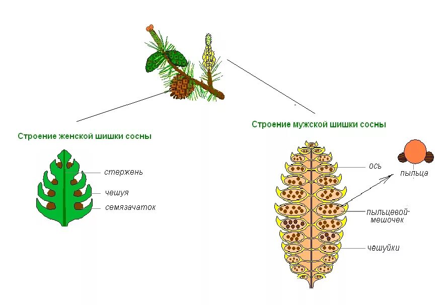 Мужская шишка голосеменных растений строение. Строение шишек голосеменных. Строение женской шишки сосны. Мужские и женские шишки голосеменных растений.