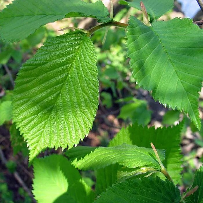 Листья кустов фото с названиями. Вяз малый (Ulmus Minor). Вяз граболистный. Ulmus Minor листья. Вяз карагач.