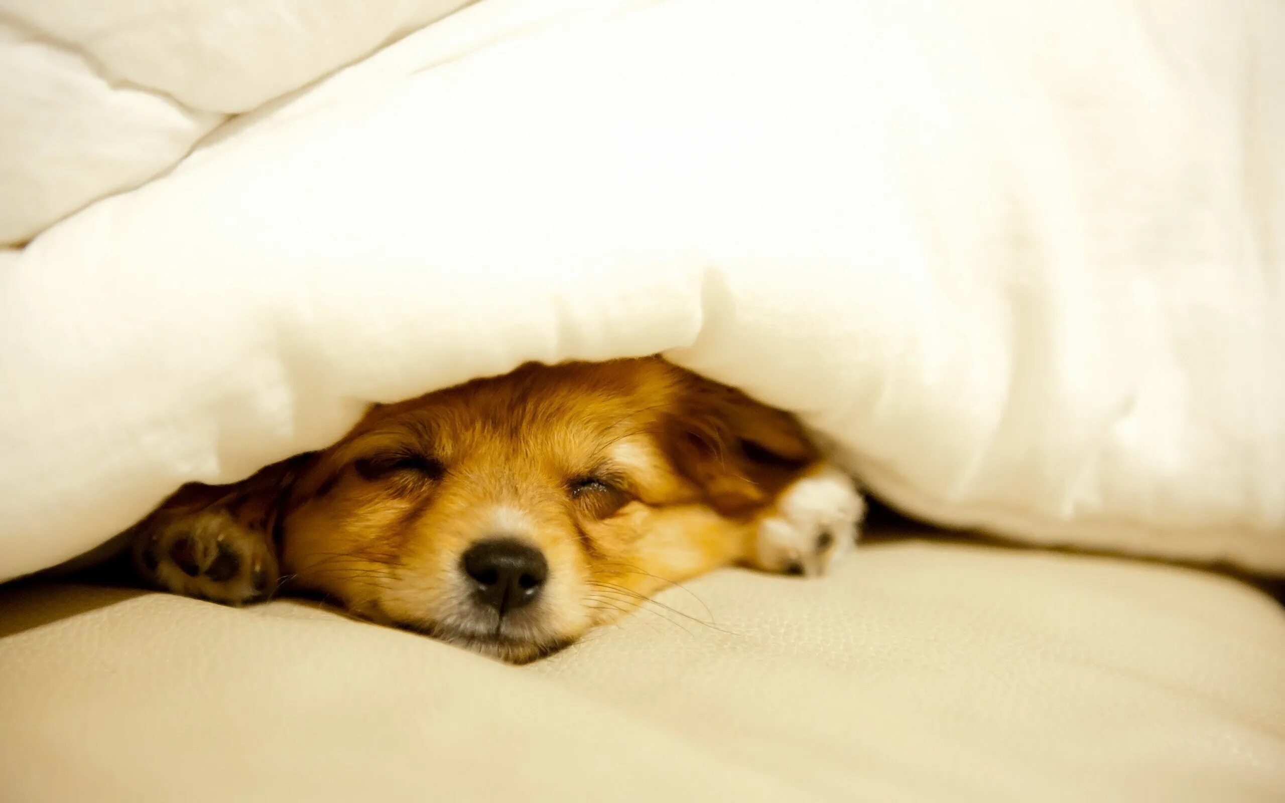 Под одеяльце. Собачка под одеялом. Щенок под одеялом.