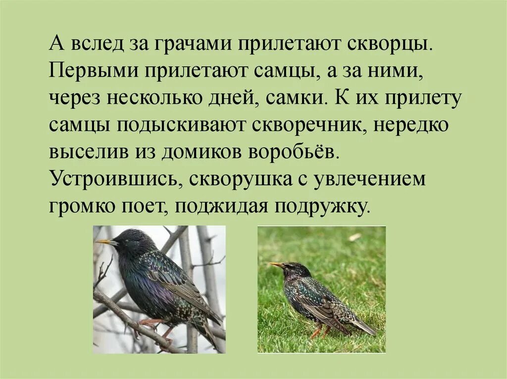 Анализ стихотворения уступи мне скворец уголок. Скворец описание. Скворцы прилетели. Первые птицы прилетающие весной. Скворец интересные факты для детей.