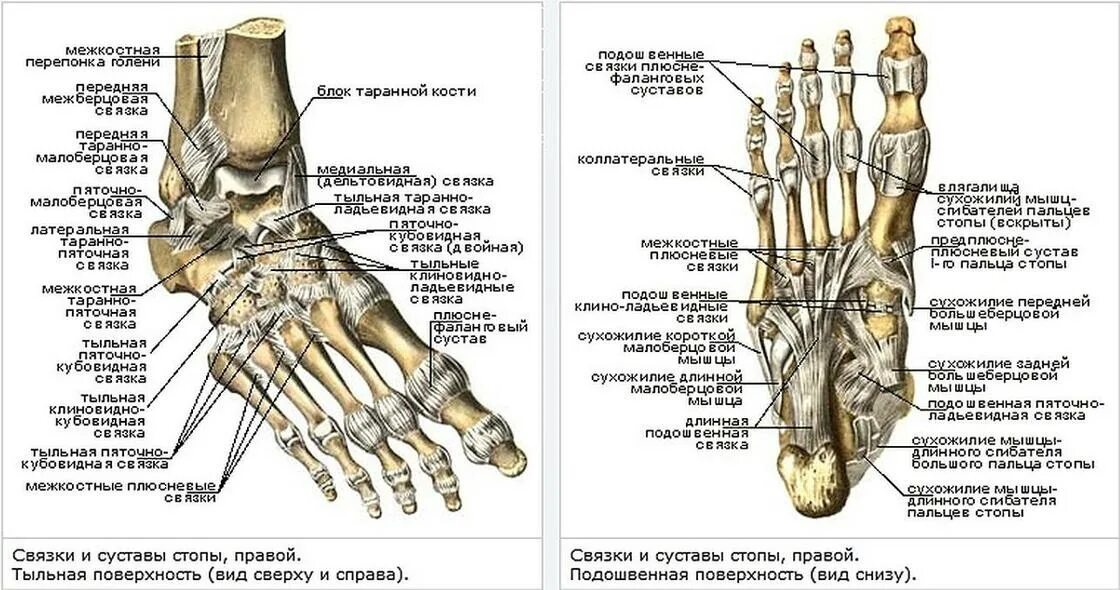 Голеностопный сустав пальцы. Голеностопный сустав анатомия строение мышцы. Голеностопный сустав анатомия строение кости. Стопа человека строение костей и связок с мышцами. Анатомия связок голеностопного сустава человека.