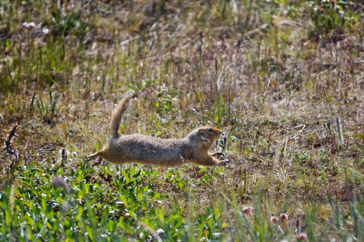 евражка чукотка. евражка тундры. камчатский суслик евражка. кроноцкий заповедник берингийский суслик. суслик в тундре.
