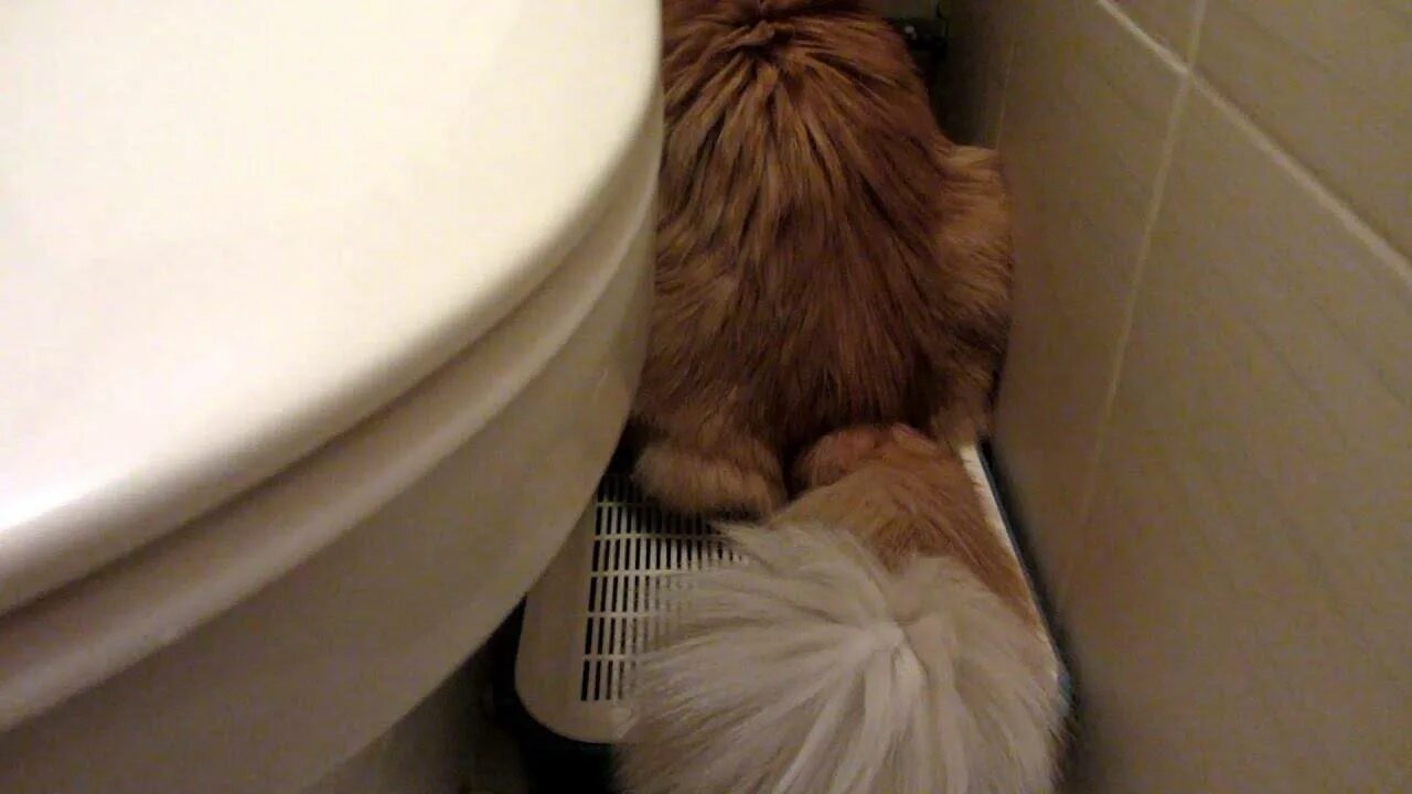 Кот какает. Кот в туалете.