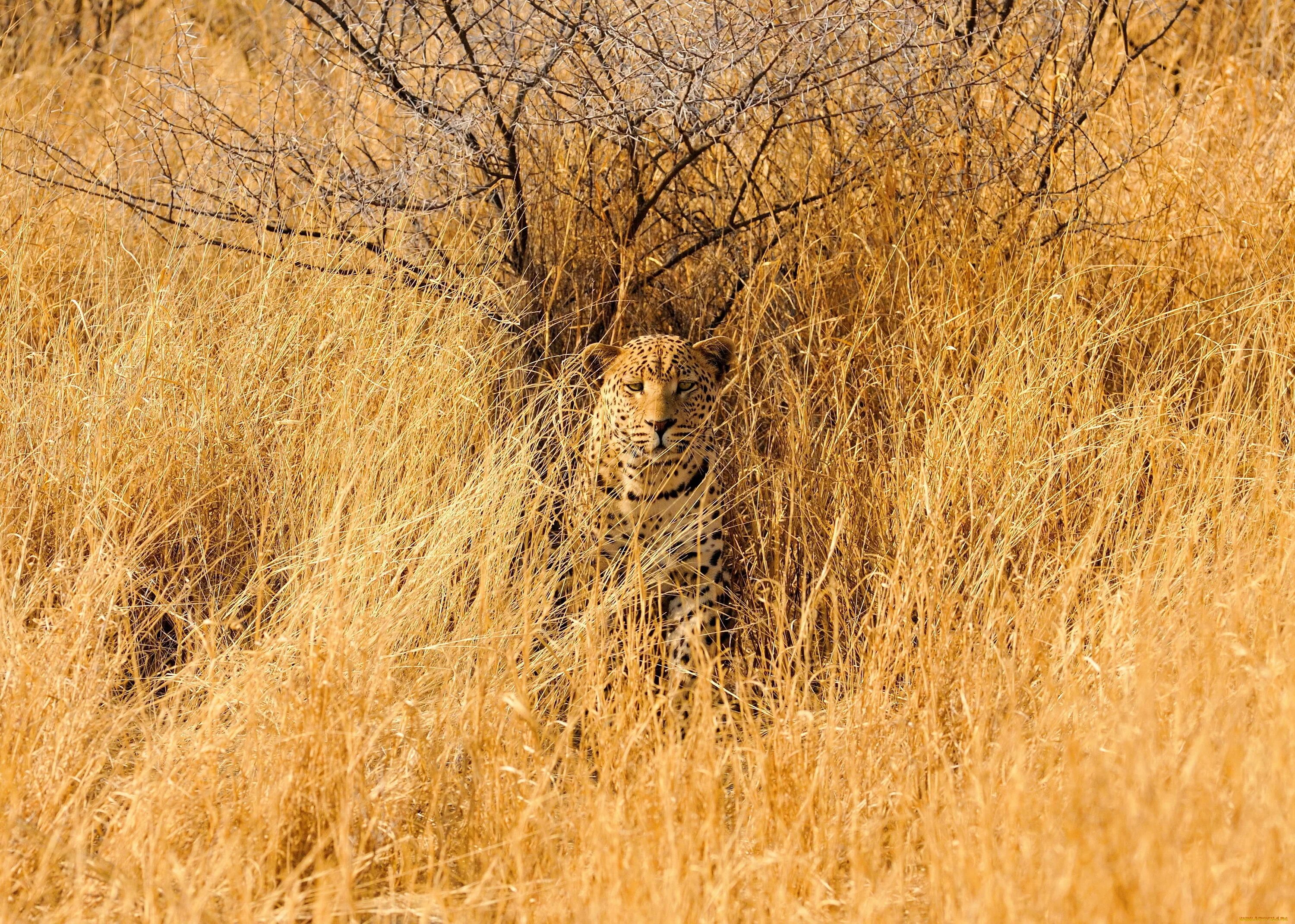 Леопард в саванне. Гепард в саванне. Тигр Саванна леопард. Африка Саванна гепард.