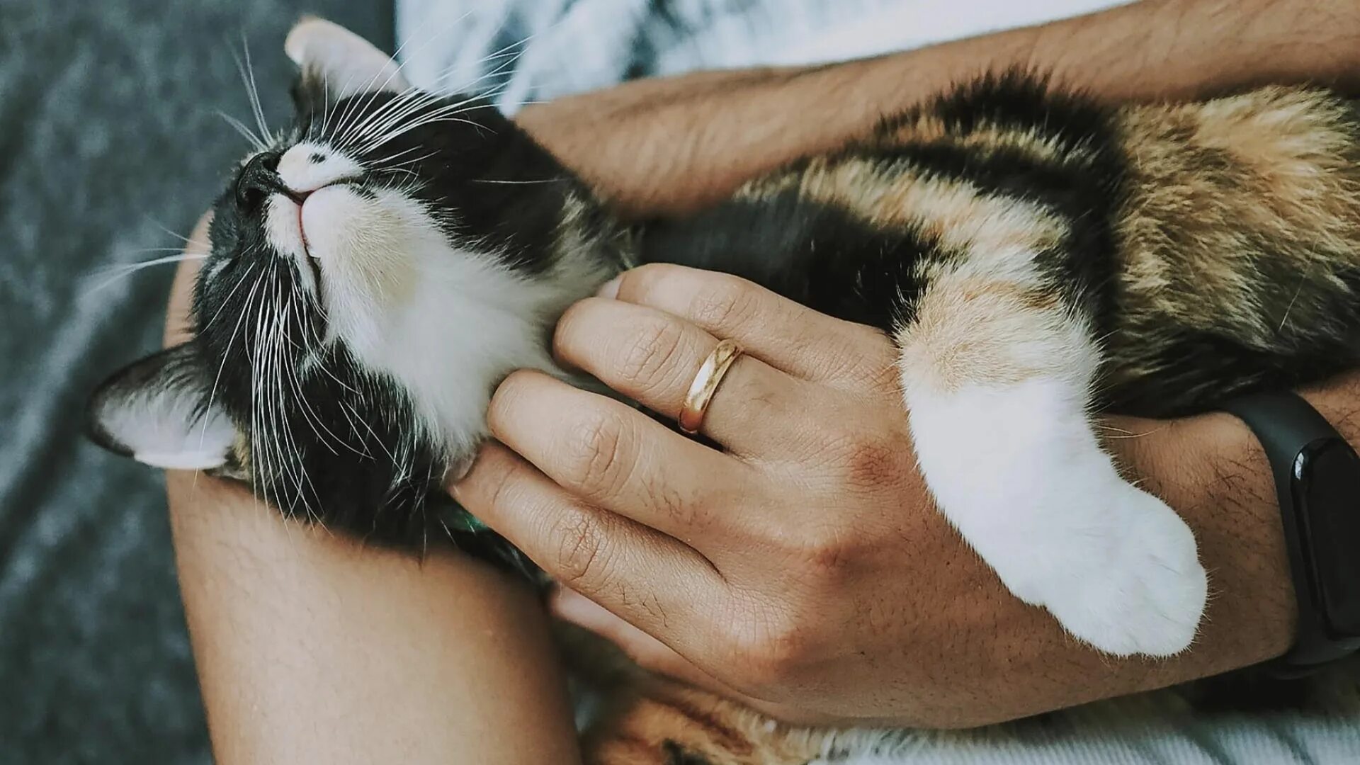 Забота о кошке. Гладить кошку. Кот ластится. Мурлыканье кошки