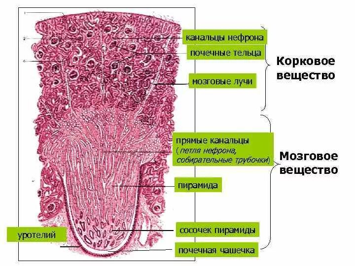 Собирательные трубочки пирамид. Эпителий собирательных трубочек почек. Строение нефрона почки гистология. Эпителий собирательных трубочек гистология. Строение почки гистология рисунок.