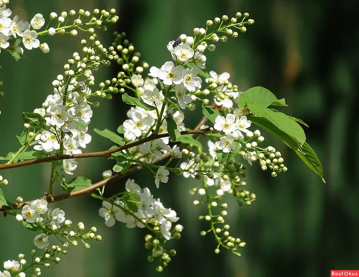 белой шалью черемуха вешняя. портрет с черемухой. белой шалью черемуха вешняя. в. белая черемуха платье белое.