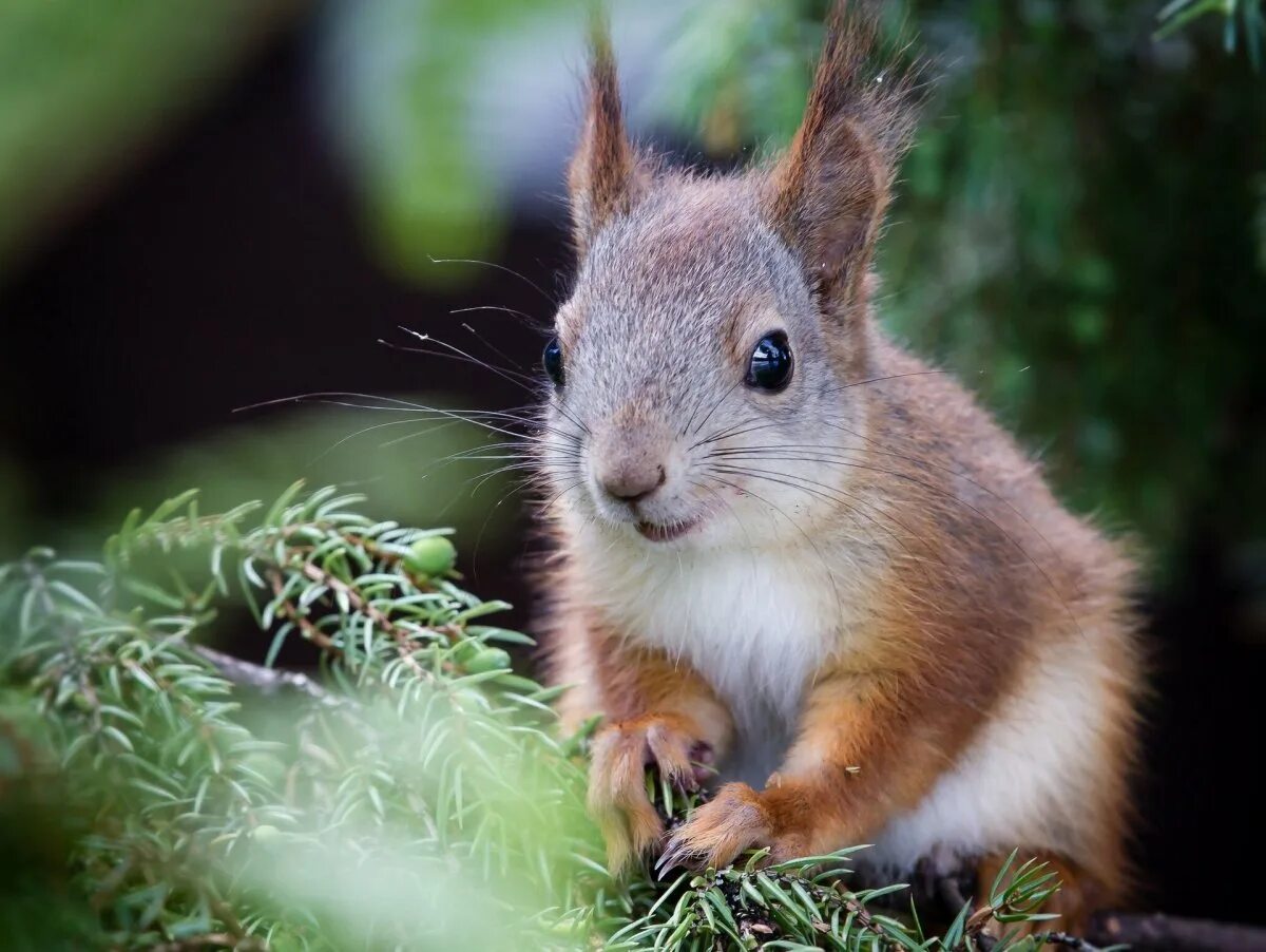 Каролинская белка. Канадская белка. Бельчонок животное белка. Sciurus stramineus.