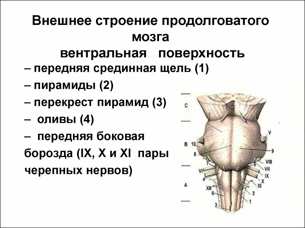 Продолговатый мозг входит в состав. Анатомические структуры продолговатого мозга. Строение продолговатого мозга оливы. Передняя поверхность продолговатого мозга анатомия. Вентральная поверхность ствола головного мозга.