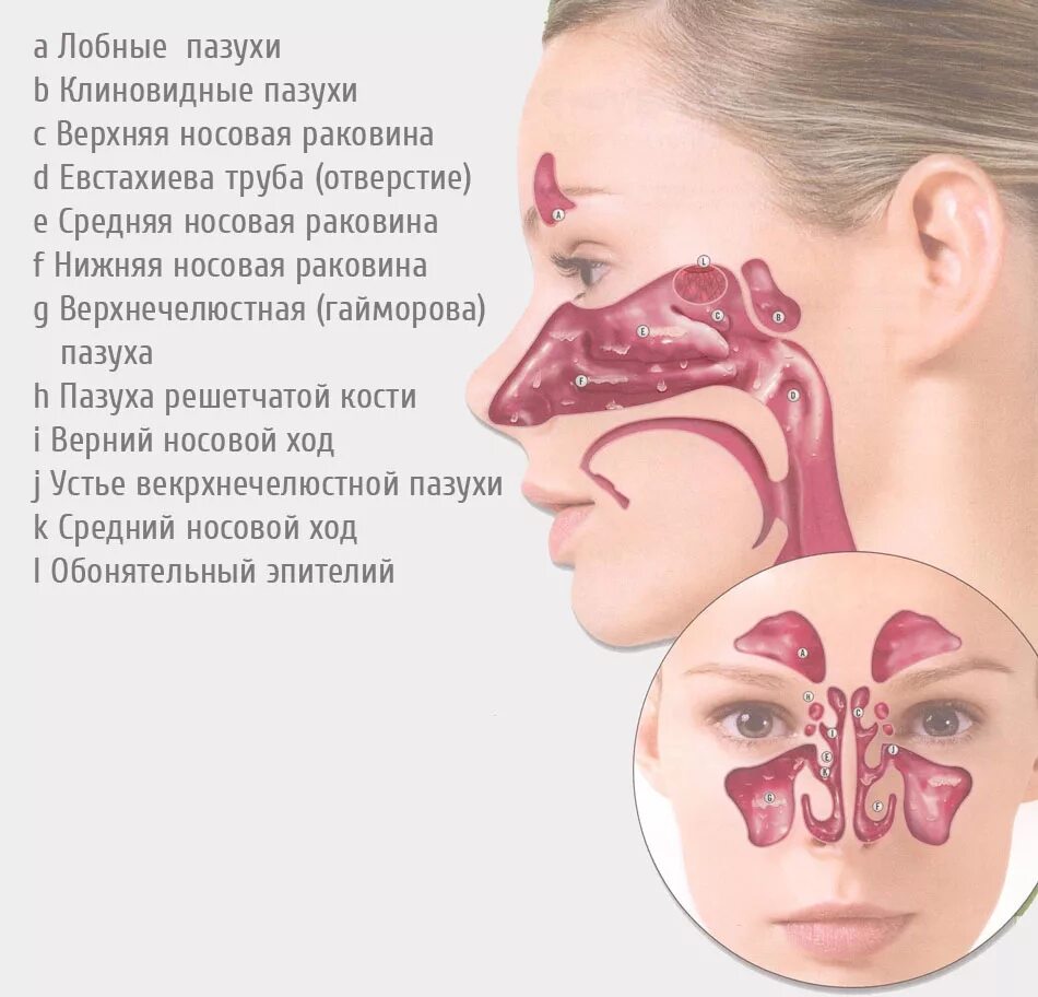 Болит переносица при нажатии насморка. Строение носоглотки и пазух носа. Анатомия носа и околоносовой пазухи. Носоглотка строение хоаны. Строение пазух носоглотки человека.