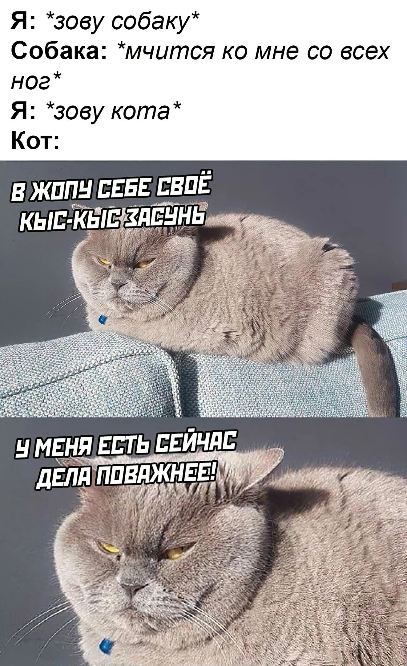 Коты мемы. Кот Мем. Коты мемы с надписями. Смешные мемы с котами и надписями.