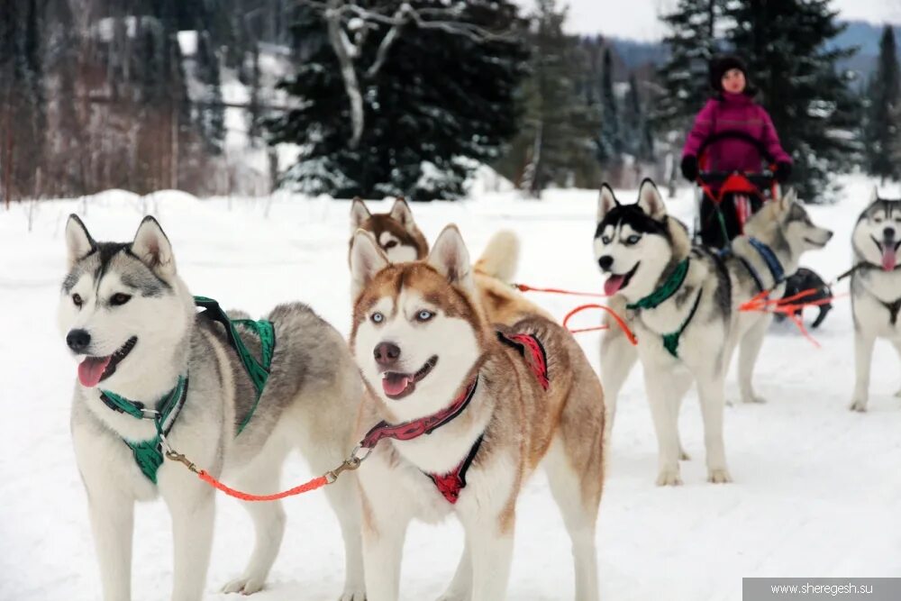 Шерегеш собачьи упряжки. Хаски шерегеш. Шерегеш хаски хаски. Дом хаски в шерегеше. Хаски парк сочи красная поляна.