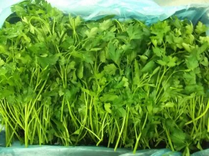 Продам зелень свежую