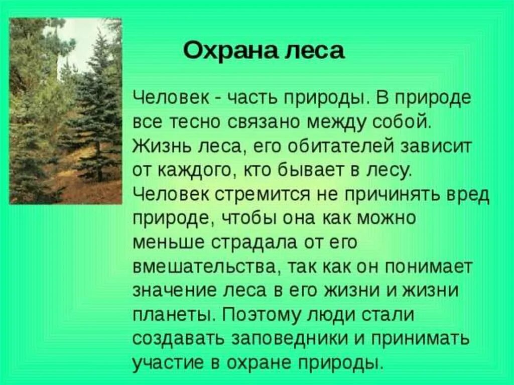 Охрана леса. Слайд на тему охрана лесов. Рассказ о лесе. Сообщение на тему охрана леса. Значение рассказов о природе