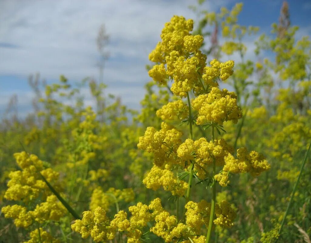 Galium densiflorum - iNaturalist