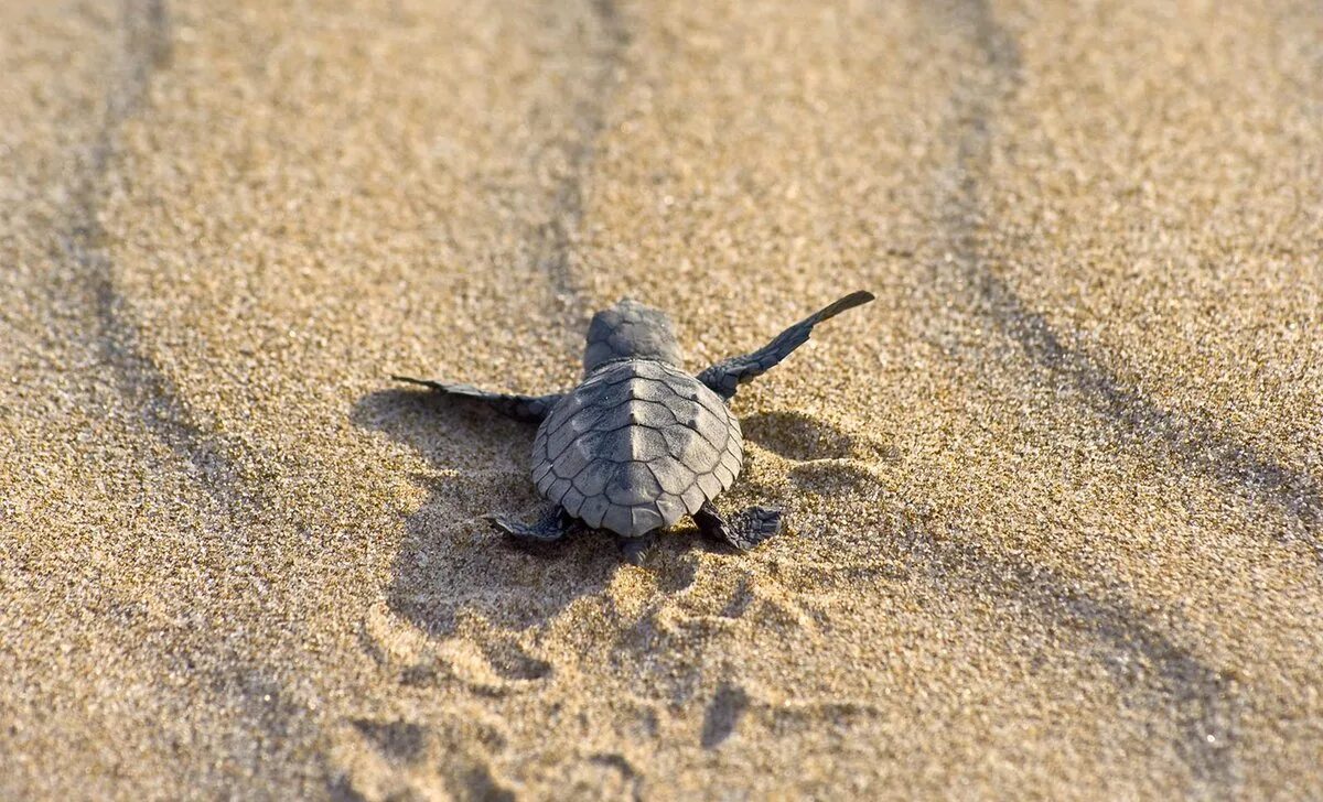 Why are beaches important for the loggerhead