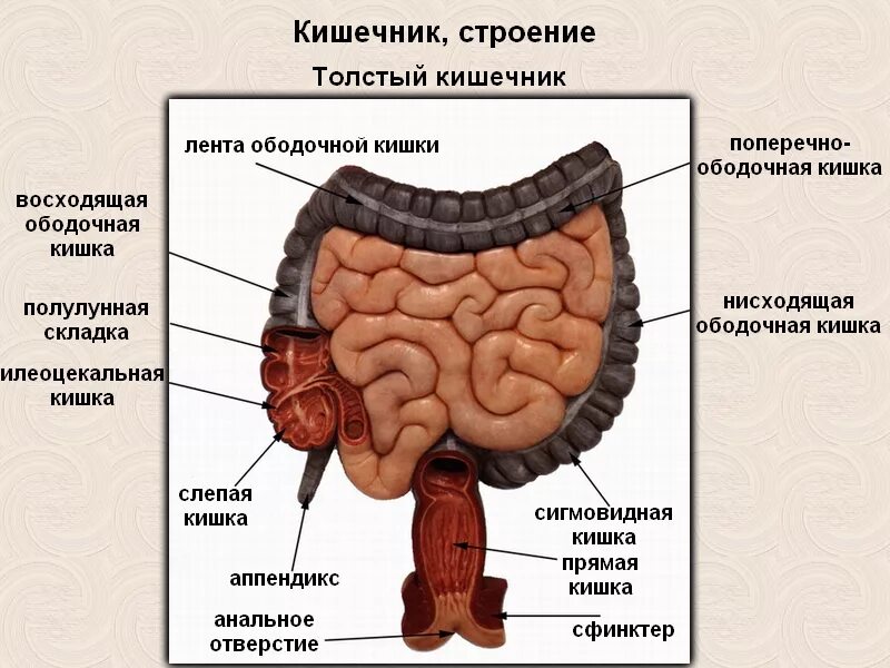 Анатомия тонкого кишечника человека схема расположения. Толстый кишечник анатомия. Строение кишечника отделы. Отделы Толстого кишечника человека схема расположения. Где находится сигма