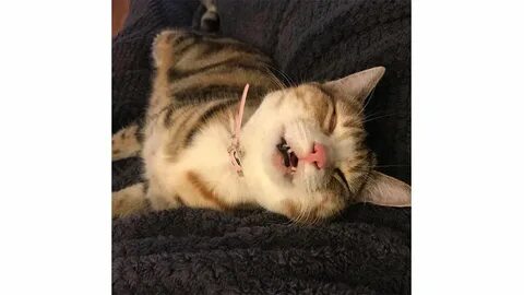 Сопел кот