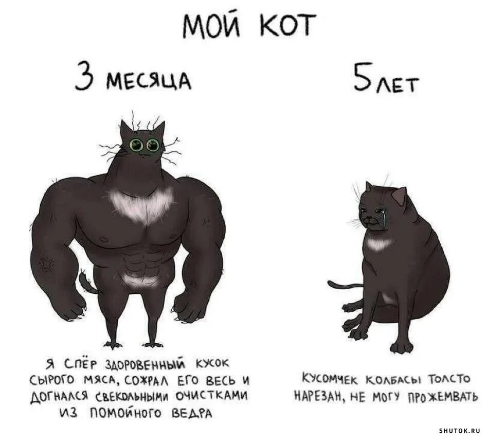 Раньше был кот. Коты мемы. кот мем. коты раньше коты сейчас. мемы про 3 котов.
