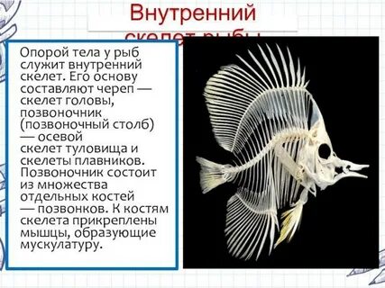 Скелет туловища рыбы