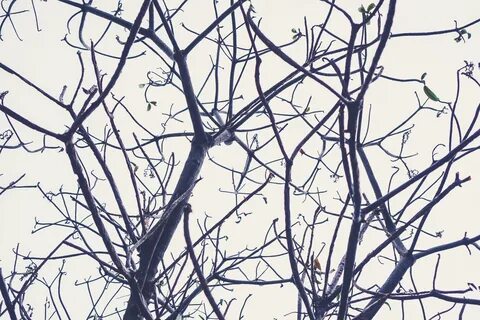 Branch around
