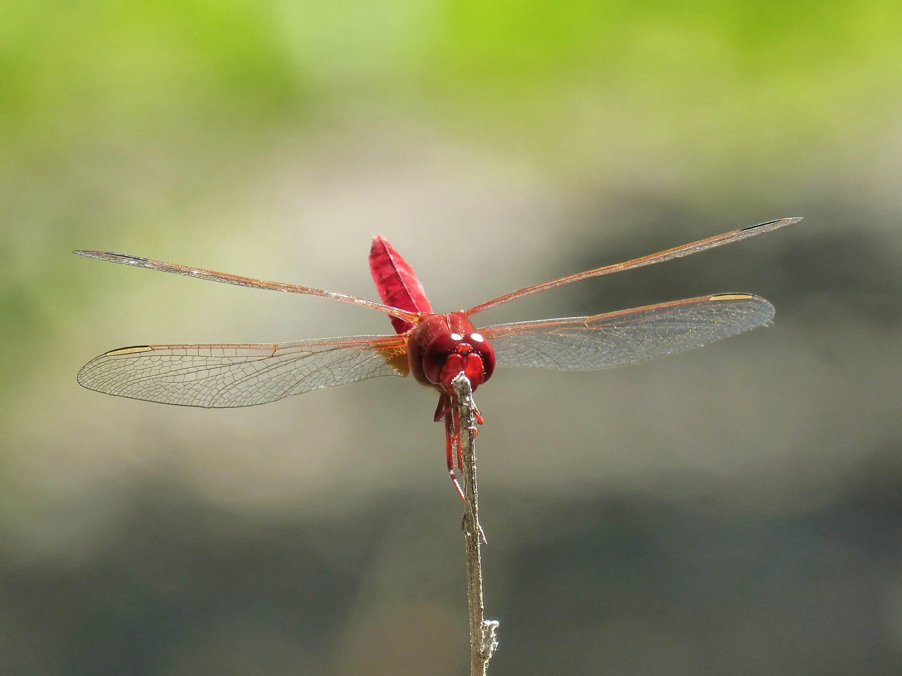 Пунцовые стрекозы. Крылья насекомых. Красивые стрекозы. Пунцовые стрекозы. Пунцовые стрекозы.