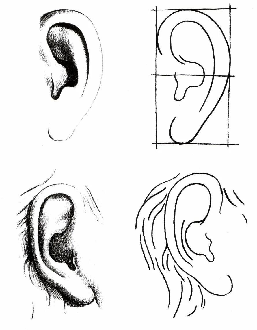 Рисунок уха человека. Зарисовки ушей. Поэтапное рисование ушей. Ухо карандашом для начинающих. Уха поэтапно