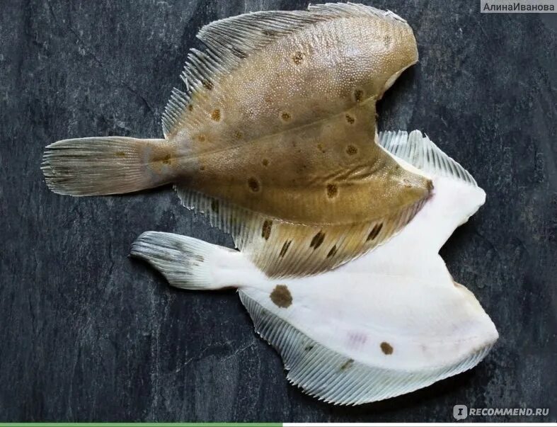 Морская курица, какую рыбу так принято называть Русская Рыбная Компания