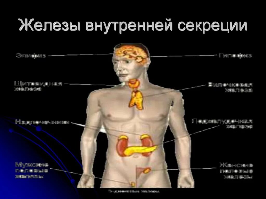 Железы внутренней секреции. Железы внутренней секреции располагаются в области. Железы внутренней секреции фото. Железы ОГЭ.