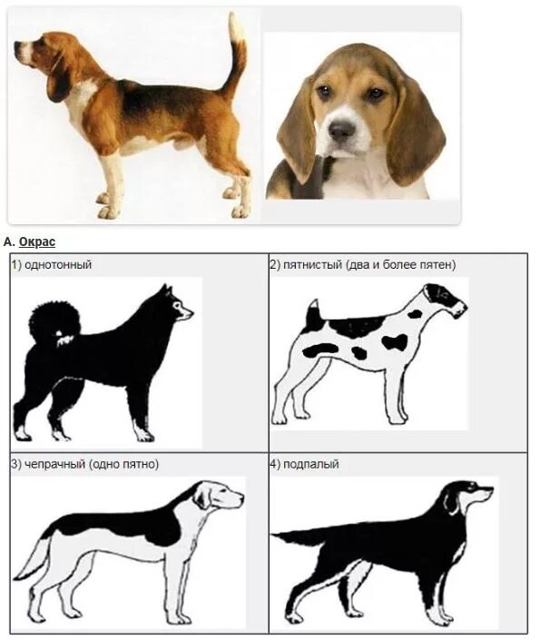 Как отличить породистого. Бигль окрас стандарт. Бигль крапчатый окрас. Собаки породы Бигль. Форма ушей. Бигль хвост стандарт.