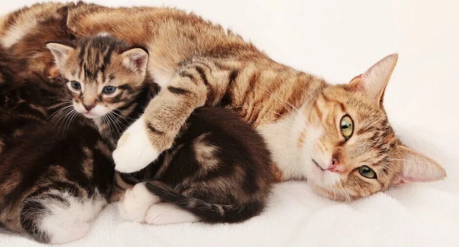Забота животных о своих детях. Мама кошка. Щенки с мамой. Кошка с котятами. Щенки с мамой.