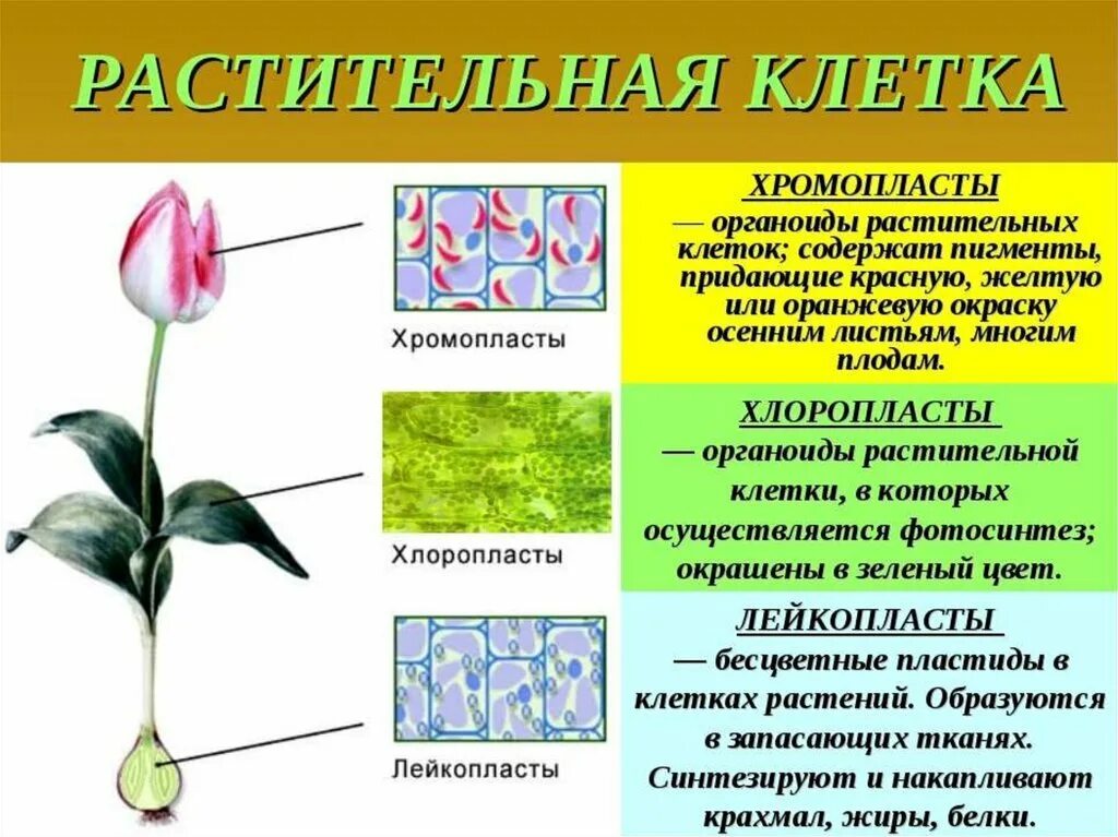 Пигменты цвета в растениях. Пигменты пластид растительной клетки. Пластиды пигменты пластид. Пластиды растений хромопласты. Пигменты хлоропластов и хромопластов.